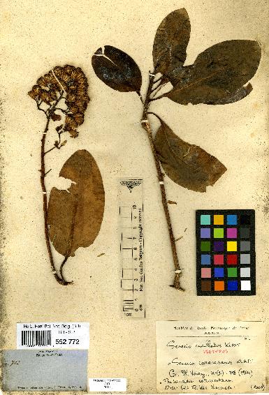 spécimen de Pentacalia caracasana