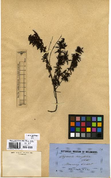 spécimen de Logania linifolia