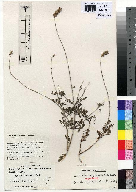 spécimen de Lavandula galgalloensis