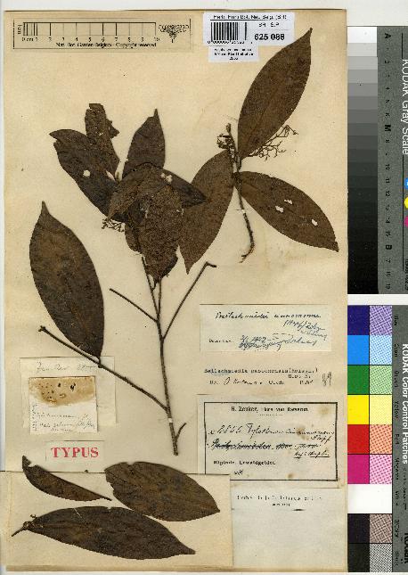 spécimen de Beilschmiedia cinnamomea
