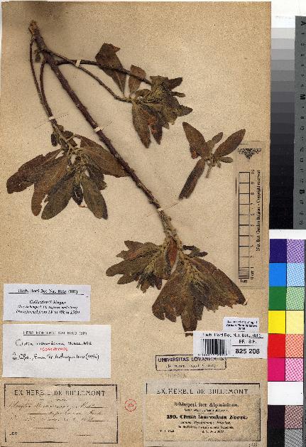 spécimen de Clutia richardiana