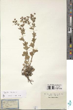 spécimen de Potentilla intermedia