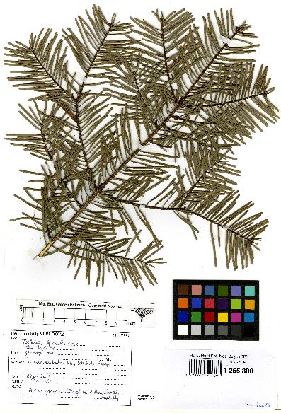 spécimen de Abies grandis
