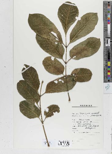 spécimen de Dysoxylum spectabile