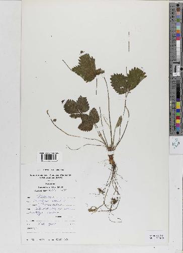 spécimen de Fragaria vesca