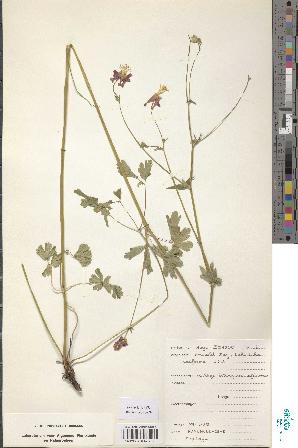 spécimen de Aquilegia sp.