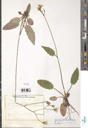 spécimen de Hieracium murorum