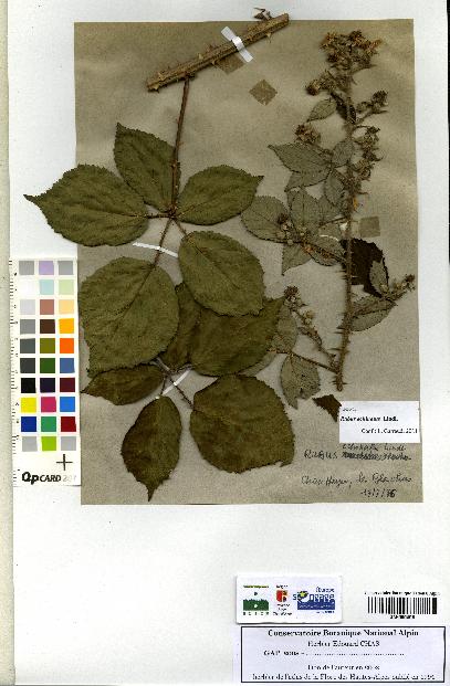 spécimen de Rubus echinatus