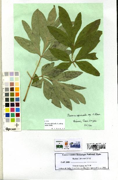 spécimen de Paeonia officinalis