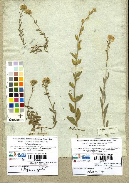 spécimen de Alyssum incanum