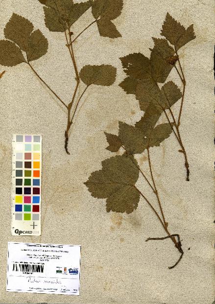 spécimen de Rubus saxatilis