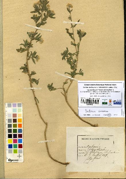 spécimen de Galega officinalis