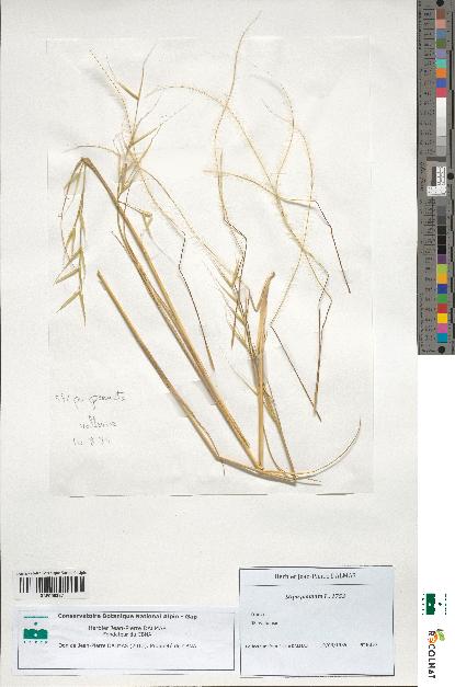 spécimen de Stipa pennata