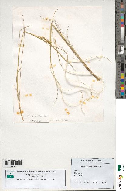 spécimen de Stipa eriocaulis