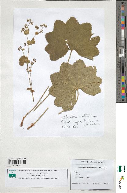 spécimen de Alchemilla xanthochlora