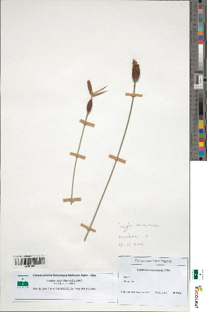 spécimen de Typha minima