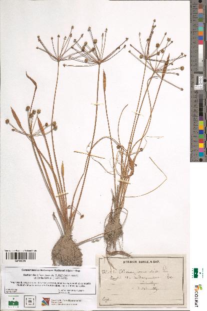 spécimen de Alisma ranunculoides