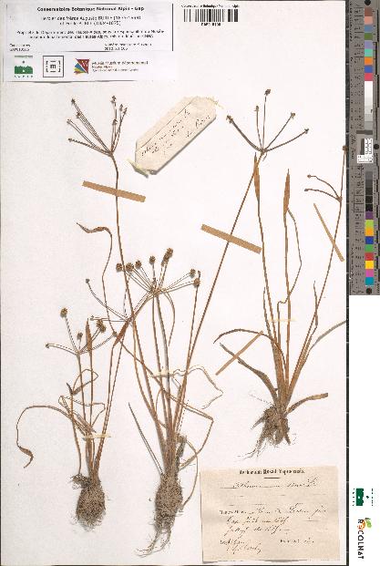 spécimen de Alisma ranunculoides