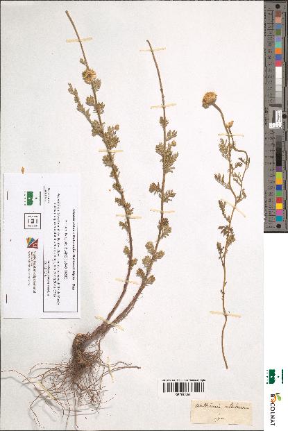 spécimen de Anthemis altissima