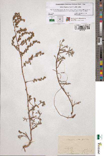 spécimen de Artemisia crithmifolia