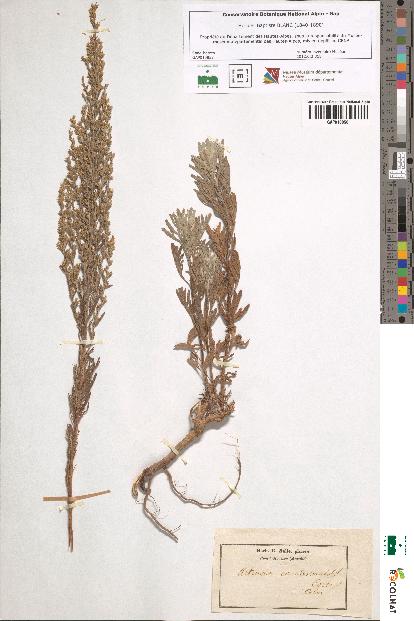 spécimen de Artemisia coerulescens