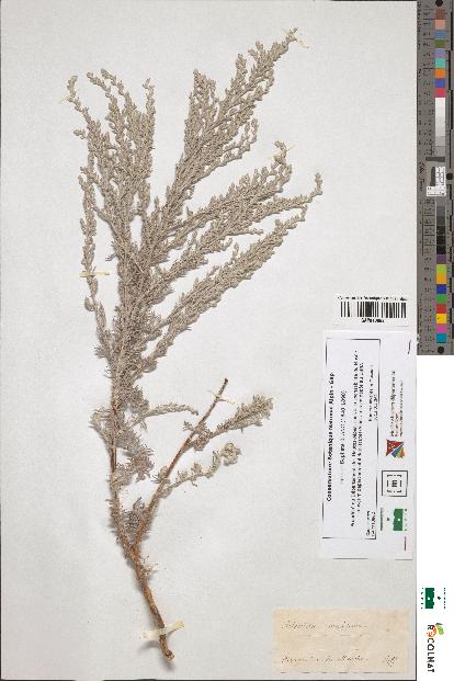 spécimen de Artemisia maritima