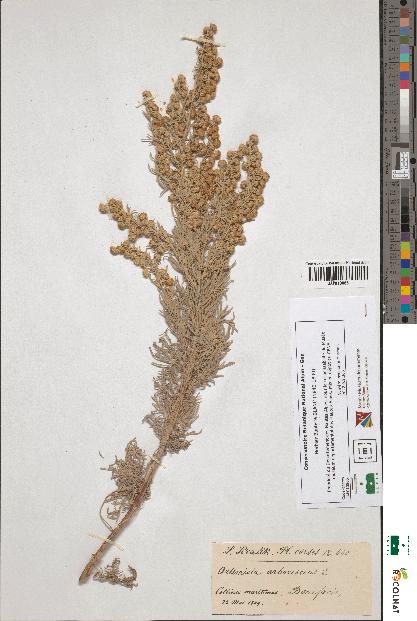 spécimen de Artemisia arborescens