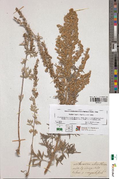 spécimen de Artemisia absinthium