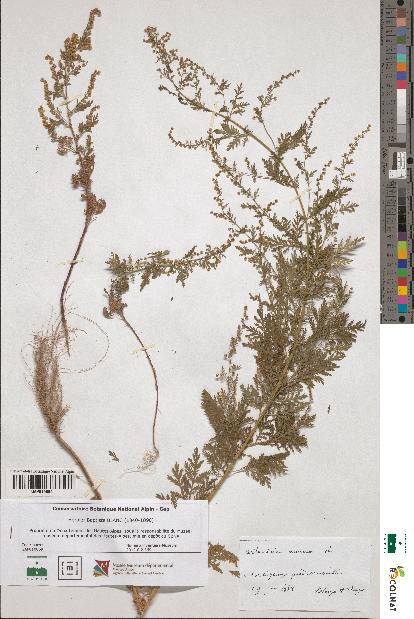 spécimen de Artemisia annua