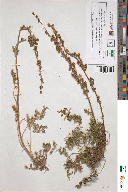 spécimen de Artemisia sp.