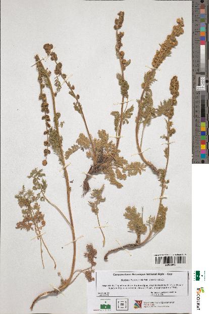 spécimen de Artemisia sp.