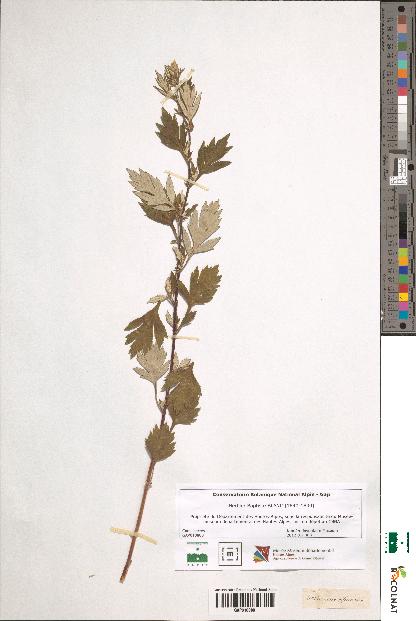 spécimen de Artemisia officinalis