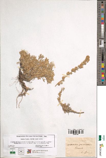 spécimen de Artemisia pedemontana