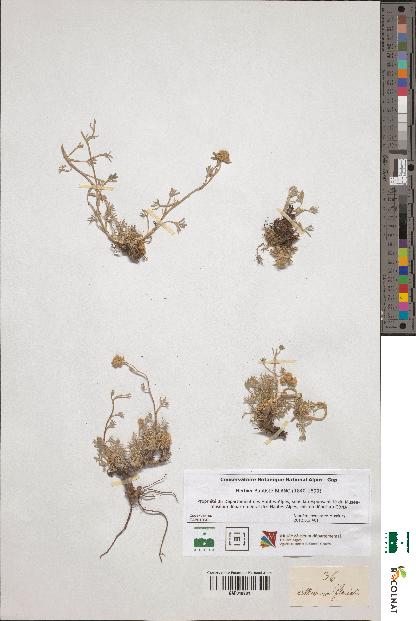 spécimen de Artemisia glacialis