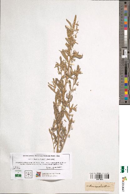 spécimen de Artemisia absynthium