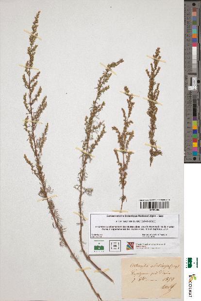 spécimen de Artemisia glutinosa