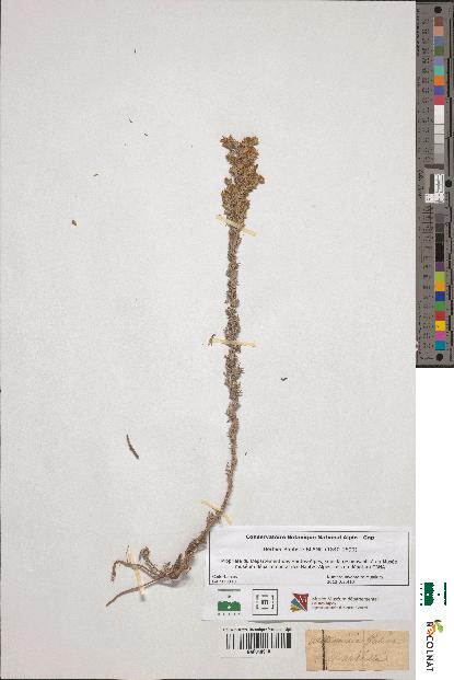 spécimen de Artemisia gallica