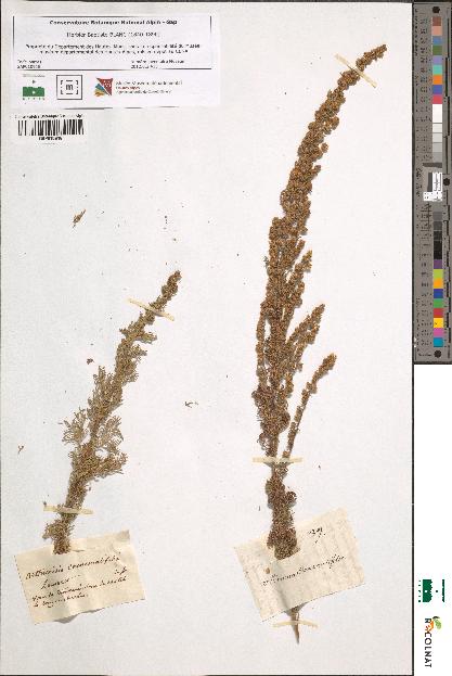 spécimen de Artemisia chamaemelifolia