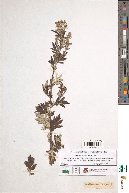 spécimen de Artemisia vulgaris