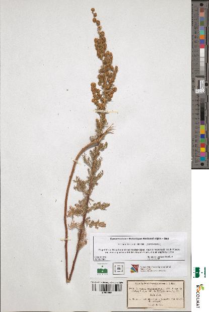 spécimen de Artemisia chamaemelifolia