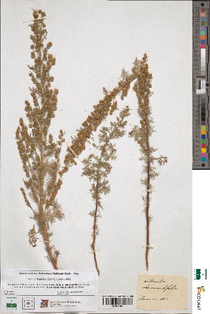 spécimen de Artemisia chamaemelifolia