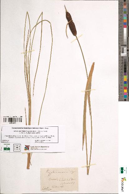 spécimen de Typha minima