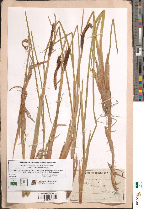 spécimen de Typha minima