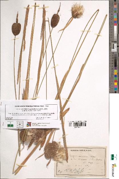 spécimen de Typha minima