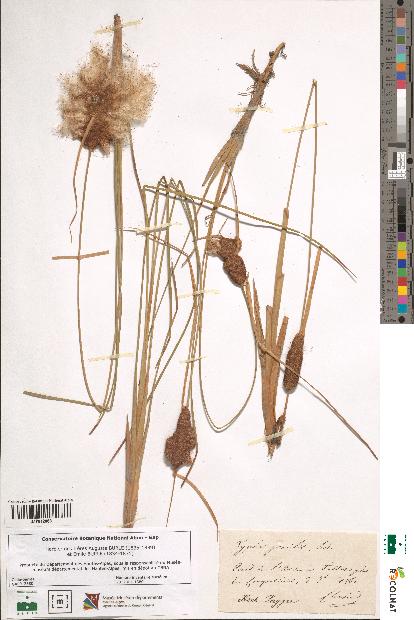 spécimen de Typha gracilis