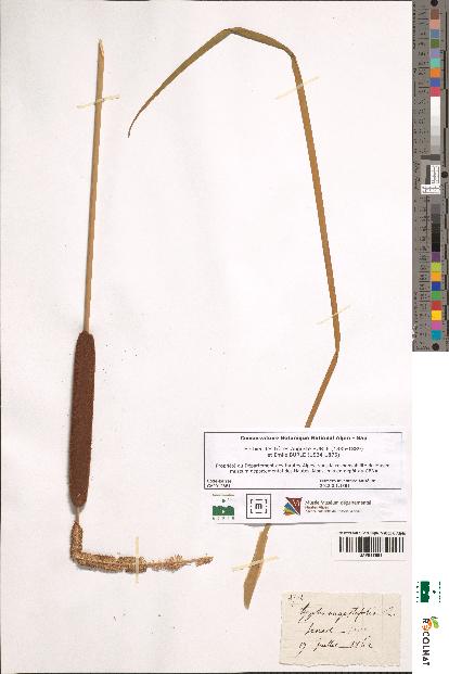 spécimen de Typha angustifolia