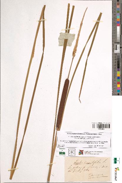 spécimen de Typha angustifolia