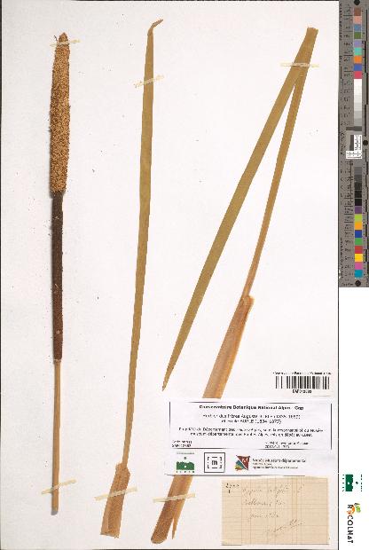 spécimen de Typha latifolia