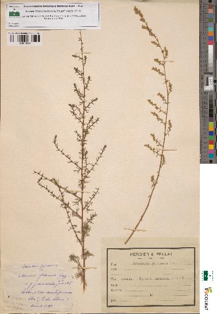 spécimen de Artemisia glutinosa