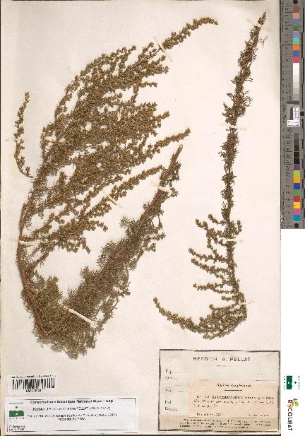 spécimen de Artemisia glutinosa